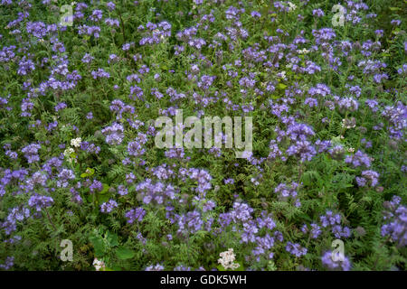 Buchweizen und Phacelia Zusammenwachsen als Biene Futter und Zwischenfrucht in einem Garten. Stockfoto