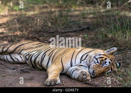 Bengal Tiger männlich ruht in der Nähe von Wasserstellen in Monsun in Ranthambhore, Wald. [Panthera Tigris] Stockfoto