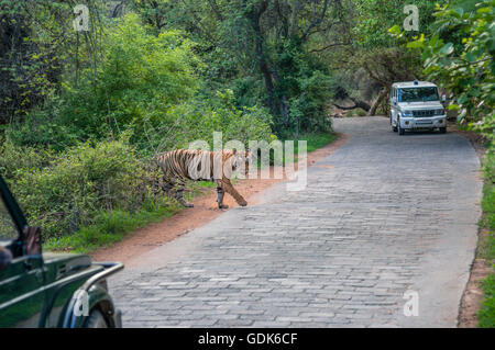 Wilden Bengal Tiger in der Monsun-Kreuzung und der Wald Abteilung Fahrzeug im Hintergrund beim Verlassen des Waldes Ranthambhore. Stockfoto