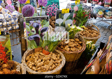 Tulpen-Lampen sind für den Verkauf auf dem schwimmenden Markt (Bloemenmarkt) Amsterdam, Holland, Niederlande. Stockfoto
