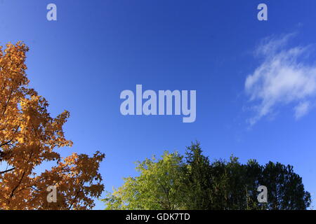 Bäume im Herbst mit gelben Tönen und blauer Himmel Stockfoto