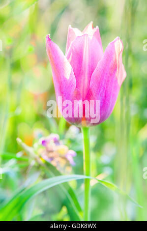 Kleine rosa Tulpe. Stockfoto