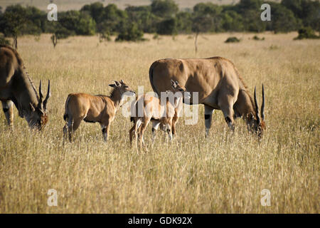 Elands mit Kälbern, Kenia Stockfoto