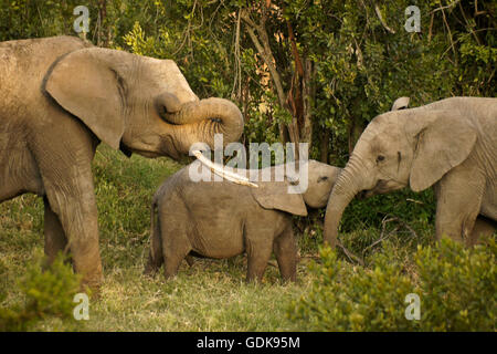 Elefant reiben Auge mit Stamm, zwei andere spielen, Ol Pejeta Conservancy, Kenia Stockfoto