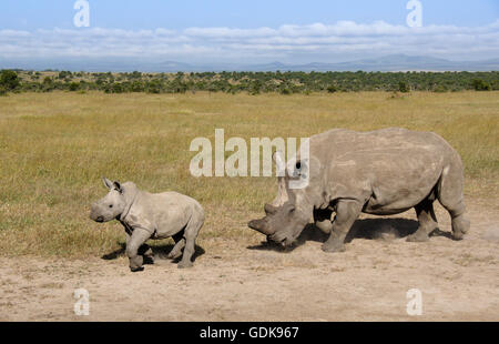 Breitmaulnashorn mit Kalb, Ol Pejeta Conservancy, Kenia Stockfoto