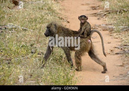 Jungen Olivenbäumen Pavian Reiten auf Mutters Rücken, Samburu Game Reserve, Kenia Stockfoto