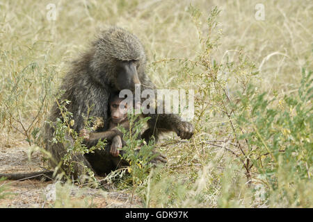 Weiblicher Pavian wiegt nachkommen, Samburu Game Reserve, Kenia Stockfoto