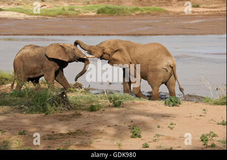 Junge männliche Elefanten spielen kämpfen (Uaso) Uaso Nyiro River, Samburu Game Reserve, Kenia Stockfoto