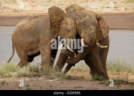 Junge männliche Elefanten spielen kämpfen (Uaso) Uaso Nyiro River, Samburu Game Reserve, Kenia Stockfoto