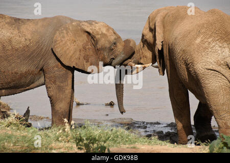 Junge männliche Elefanten spielen an (Uaso) Uaso Nyiro River, Samburu Game Reserve, Kenia Stockfoto