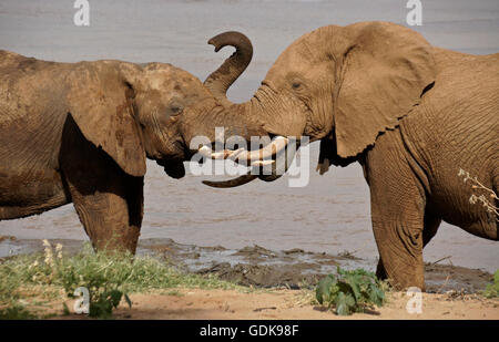 Junge männliche Elefanten spielen an (Uaso) Uaso Nyiro River, Samburu Game Reserve, Kenia Stockfoto