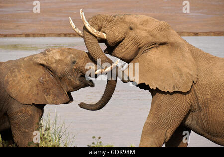 Junge männliche Elefanten spielen kämpfen (Uaso) Uaso Nyiro River, Samburu Game Reserve, Kenia Stockfoto