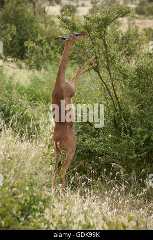 Weibliche Gerenuk stehend auf Hinterbeinen zu durchsuchen, Samburu Game Reserve, Kenia Stockfoto