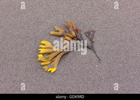 Eine Nahaufnahme von Rockweed auf dem Sand am Strand von Orange City in Washington. Stockfoto