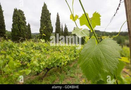 Rebe, Weinrebe (Vitis Vinifera), Reben und Weinblättern der rote Wein Mateus,, Casa de Mateus, Schloss mit großen Gärten, Arroios, Stockfoto
