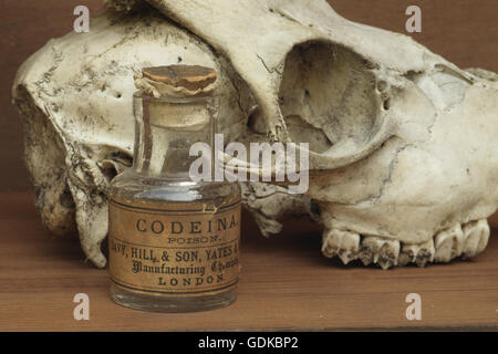 Eine Nahaufnahme der Bestandteil eines unvollständigen Schädel, die geglaubt wird, dass der männliche Rehe mit einer alten Medizin-Flasche gefunden Stockfoto