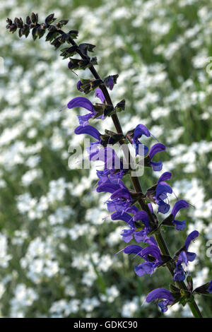 Wiese Clary oder Wiese Salbei (Salvia Pratensis), Toten-Nessel (Lamium SP.), blau, Baden-Württemberg, Deutschland Stockfoto