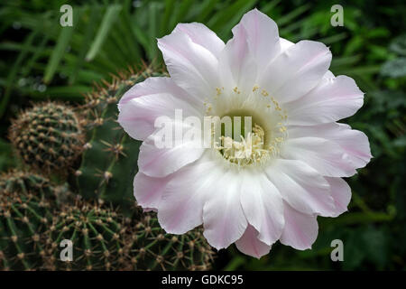 Blühender Kaktus (Echinopsis SP.), weißlich rosa Blume, Baden-Württemberg, Deutschland Stockfoto