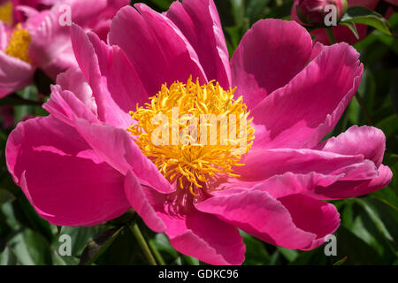 Gemeinsame oder Garten-Pfingstrose (Paeonia Officinalis), Baden-Württemberg, Deutschland Stockfoto