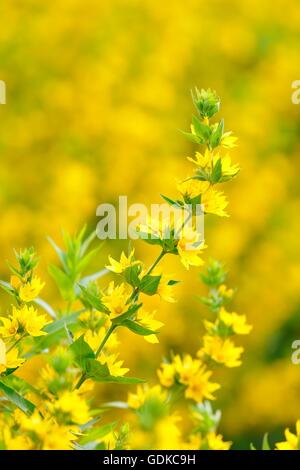 Punktierten Gilbweiderich (Lysimachia Trommler), Strauch, Baden-Württemberg Stockfoto