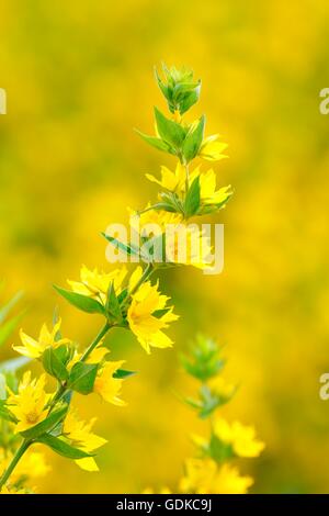 Punktierten Gilbweiderich (Lysimachia Trommler), Strauch, Baden-Württemberg Stockfoto