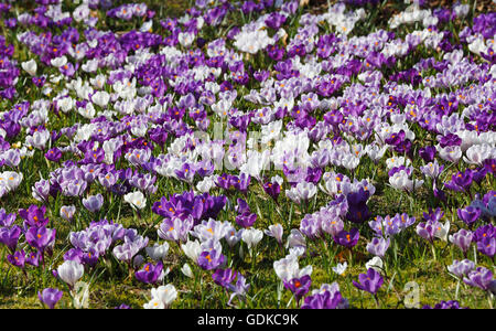 Frühling oder riesige Krokusse (Crocus Vernus) Blüte, Krokus-Wiese, Schleswig-Holstein, Deutschland Stockfoto