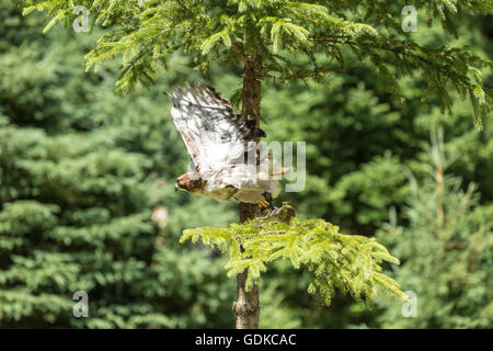 Ein einsamer juvenilen Habicht in einem Baum Stockfoto