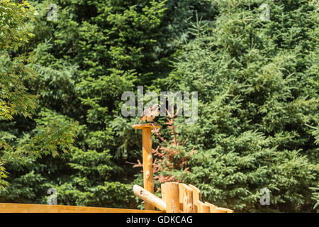 Ein einsamer juvenilen Habicht in einem Baum Stockfoto