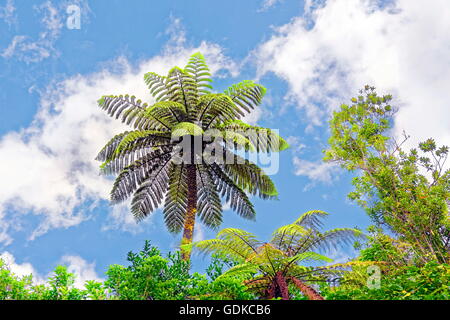 Silber Baumfarn, auch Silber-Farn oder Ponga (Cyathea Dealbata) im subtropischen Regenwald, Waipoua Forest, North Island Stockfoto