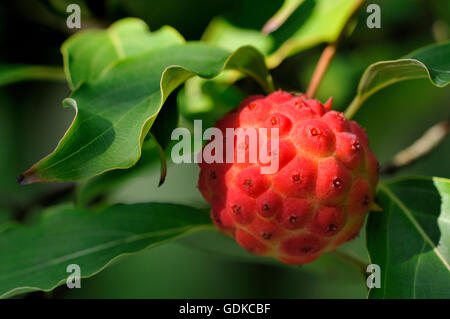 Chinesisch oder Kousa Hartriegel (Cornus Kuosa var. Chinensis), Multiple Frucht, North Rhine-Westphalia, Germany Stockfoto