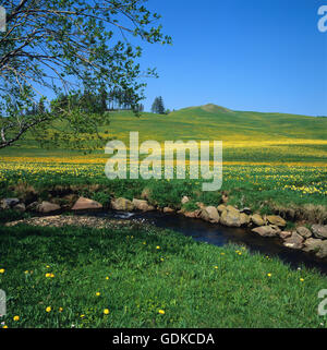 Strom im Bereich von Narzissen, Puy de Dome, Auvergne, Frankreich, Europa und Cezallier Stockfoto