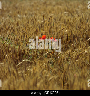 Mohnblumen in einem Feld von Weizen Stockfoto