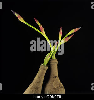 Blaue Iris, alte Flaschen Stockfoto