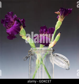 Blaue Iris, Glas Stockfoto