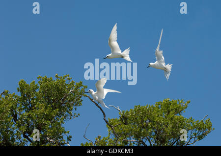 Bird Island, Tikehau, Tuamotu-Archipel, Französisch-Polynesien, White Seeschwalben (Gygis Alba), Pazifischen Ozean Stockfoto