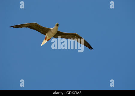 Red-footed Sprengfallen (Sula Sula) im Flug, Bird Island, Tikehau, Tuamotu-Archipel, Französisch-Polynesien, Pazifik Stockfoto
