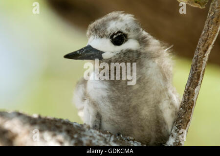 White Tern (Gygis Alba) Küken, Bird Island, Tikehau, Tuamotu-Archipel, Französisch-Polynesien, Pazifik Stockfoto