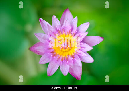 Rosa Lotusblume auf einem schwarzen Hintergrund. Für ein Hintergrundbild. Stockfoto