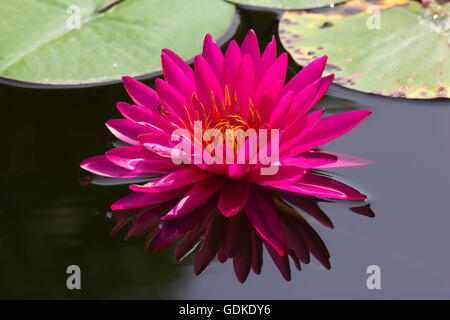 Schöne rosa Lotusblume Blüte vom Naturteich. Stockfoto