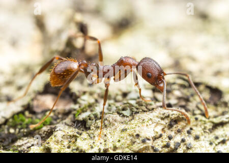 Wirbelsäule-taillierte Ant (Aphaenogaster Fulva) Arbeitnehmer beschäftigt sich mit die Oberfläche eines gefallenen Toten Baumes. Stockfoto