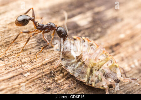 Eine Wirbelsäule-taillierte Ameise (Aphaenogaster Picea) trägt seine erbeutete Nahrung, eine gemeinsame gestreiften Assel, zurück zu seinem Nest. Stockfoto