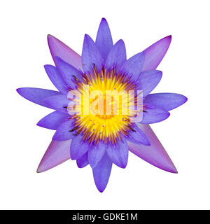 Lila Lotus-Blume auf einem weißen Hintergrund. Für ein Hintergrundbild. Stockfoto