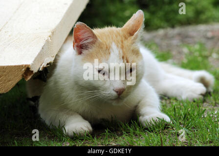 rote und weiße heimatlose Katze schlafen leicht auf dem Rasen im Schatten im Sommer Stockfoto