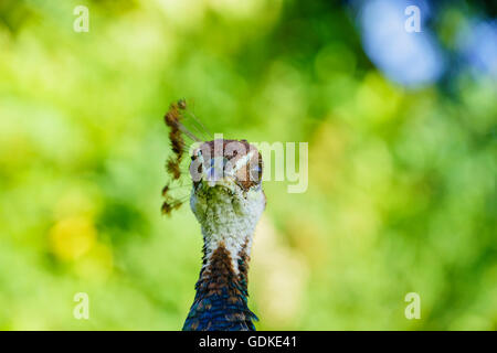 Schöne Pfau herumlaufen im Los Angeles County Arboretum & Botanic Garden Stockfoto