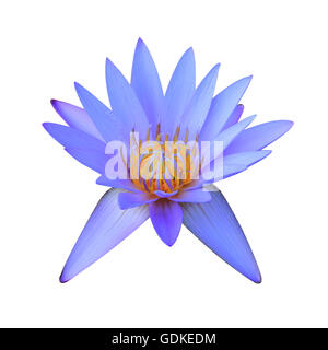 Seerose, die isoliert auf weißem Hintergrund Stockfoto