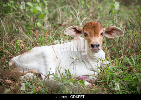 Kälbchen ruht auf einer Wiese. Stockfoto