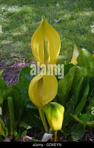 Blumen gelb Skunk Cabbage (Lysichiton Americanus) Stockfoto