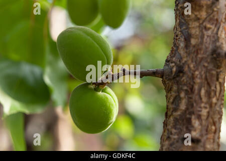 Aprikosenbaum mit unreifen Früchten im Garten wächst Stockfoto