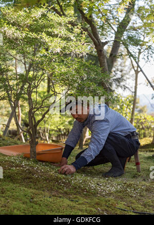 Gärtner holt Laub aus Moos am Kodaiji (Kodai-Ji) Tempelgarten, Kyoto, Japan Stockfoto