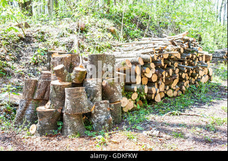 Stapel von Scheitholz für Brennholz im Wald. Stockfoto